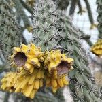 Cylindropuntia imbricata Fruit