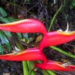 Heliconia bihai Flors
