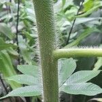 Cleome gigantea Magamba