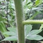 Cleome gigantea Kéreg