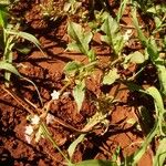 Oxygonum sinuatum Habit