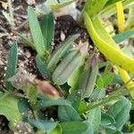 Crotalaria sagittalis Froito