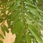Nectandra megapotamica Leaf