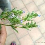 Anchusa crispa Blomst
