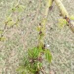 Vachellia xanthophloea Hoja