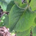 Digitalis thapsi Leaf