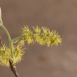 Combretum molle Flower