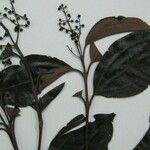 Miconia pyrifolia
