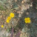 Eschscholzia caespitosa Flower