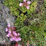 Saponaria pumila Flower