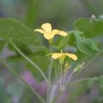 Oxalis grandis Habitus