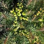 Euphorbia dendroides Blodyn