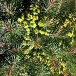 Euphorbia dendroides Flower