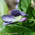 Viola × uechtritziana Flower