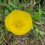 Ranunculus bupleuroides Flower