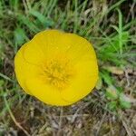 Ranunculus bupleuroides