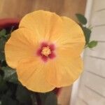 Hibiscus ovalifolius Floro