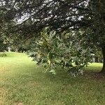 Quercus ellipsoidalis Hoja