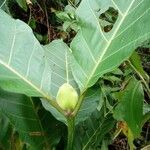 Mitragyna stipulosa Blatt