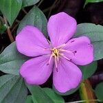 Heterotis rotundifolia Цвят