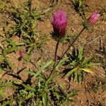 Cirsium andersonii Flor