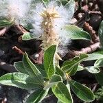 Salix helvetica Arall