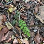 Jacaranda copaia Leaf