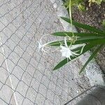 Hymenocallis littoralisBlüte