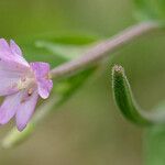 Epilobium palustre 花