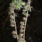 Phacelia mutabilis Hàbitat