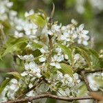 Pyrus phaeocarpa Flor