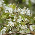 Pyrus phaeocarpa Flower