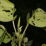 Senna obtusifolia Fruit