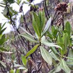 Baccharis prunifolia Hoja