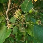 Crataegus douglasii Blatt