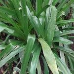 Aechmea serrata Feuille