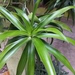 Dracaena angustifolia Blatt