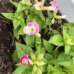 Torenia fournieriKvět