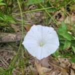 Calystegia spithamaea Flower