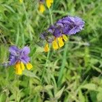 Melampyrum nemorosum Květ