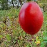 Solanum betaceum Fruto