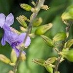 Duranta erectaFlower