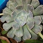 Echeveria shavianaЛисток