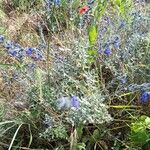 Salvia chamaedryoides Hábito