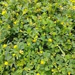 Medicago minima موطن