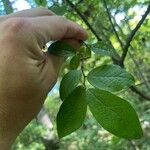 Vaccinium stamineum Leaf