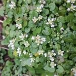 Cochlearia officinalis Цвят