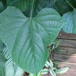 Clerodendrum paniculatum Hoja