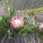 Protea caffra Flor