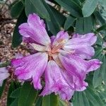 Rhododendron sutchuenense പുഷ്പം